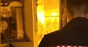 Serra di marijuana scoperta alla Noce, un arresto e sequestrate piante di marijuana