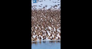 Cina, lo spettacolo degli uccelli migratori che tornano con la primavera