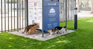 Guerra e fuga dal Golfo: centinaia di animali domestici abbandonati a Dubai