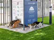 Guerra e fuga dal Golfo: centinaia di animali domestici abbandonati a Dubai