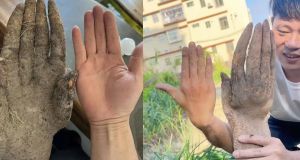 Sembra una mano umana ma è un ortaggio: la scoperta che sta facendo il giro del web