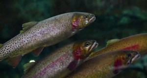 Life Streams, al via il recupero della trota mediterranea