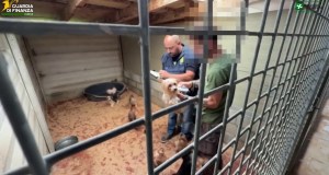 A Varese scoperto un allevamento abusivo di cani, due denunce per maltrattamenti