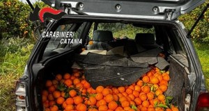 Furto di arance a Mineo, arrestati tre catanesi, ne avevano rubate 500 chili