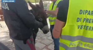 Fattoria abusiva scoperta in un agriturismo, sequestrati decine di animali a Catania
