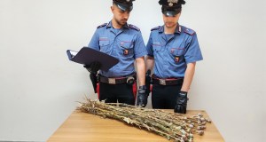 Blitz antidroga nella zona rossa di Niscemi: sequestrate 700 piante di papavero da oppio