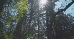 Foreste in crescita ma più fragili, allarme in Europa