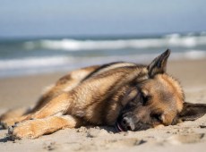 Cane muore di caldo in spiaggia, abbandonato dai padroni