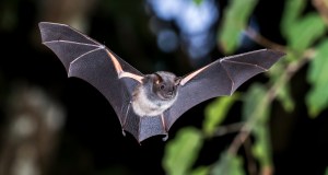Bambino si sveglia con un pipistrello in faccia e muore di rabbia settimane dopo