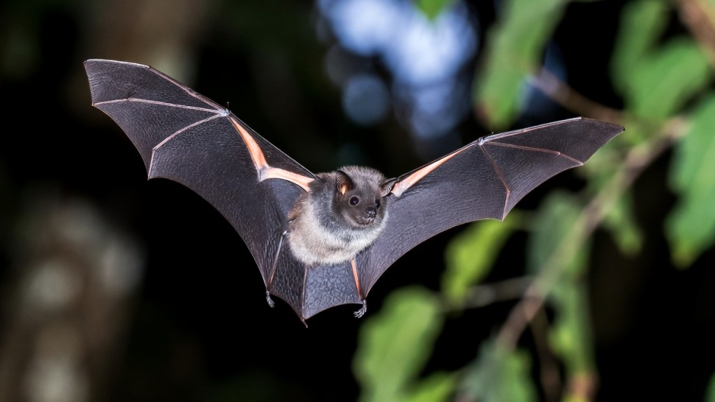 Pipistrello