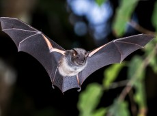 Bambino si sveglia con un pipistrello in faccia e muore di rabbia settimane dopo