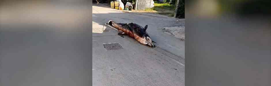 Delfino trascinato a Marsala