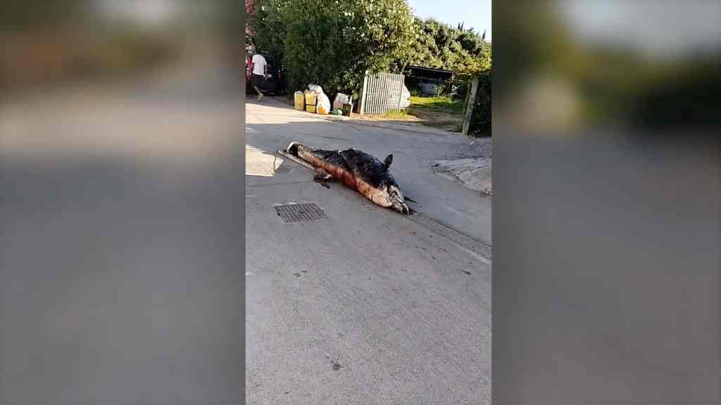 Delfino trascinato a Marsala