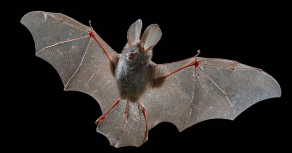Pipistrello africano