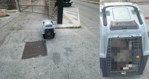 Cane trovato morto in un trasportino abbandonato davanti a una chiesa