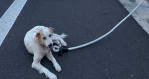 Cane spaventato sull’autostrada Modica-Siracusa, salvato dalla polizia
