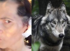 Difende i cani da tre lupi e viene azzannata: ferita a un orecchio