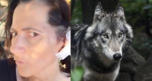 Difende i cani da tre lupi e viene azzannata: ferita a un orecchio