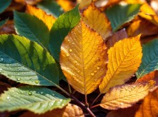 Meteo Italia, ottobre parte con il caldo: fino a 31°C, ma di notte cambia tutto