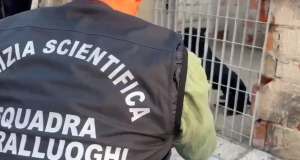Combattimenti clandestini tra cani, sequestrati 13 pitbull: 6 indagati