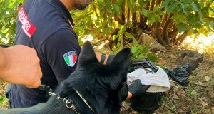 Una pistola e droga nascosta tra la vegetazione, arrestato un uomo