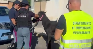 Stalla abusiva al Villaggio Sant’Agata, scoperto e salvato un puledro a Catania
