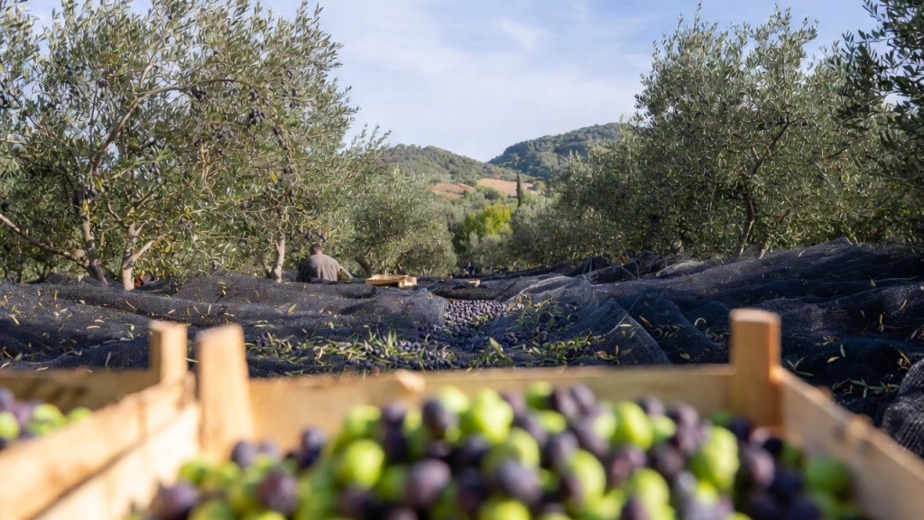 Raccolta delle olive in un uliveto siciliano, con reti e cassette piene di olive