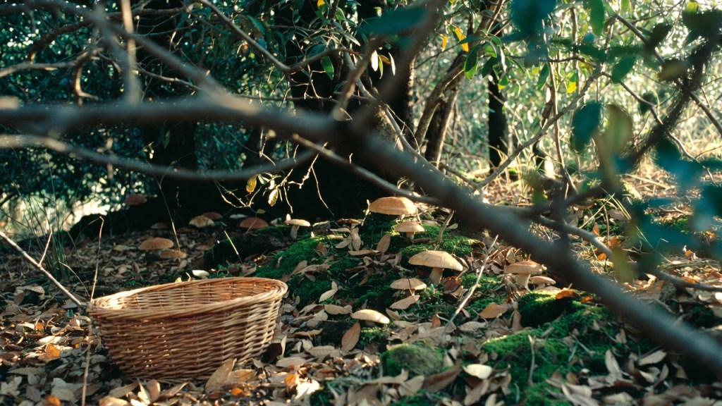 Cestino di vimini nel sottobosco autunnale accanto ad alcuni funghi alla base di un albero, per l’articolo sulle regole della raccolta funghi in Sicilia